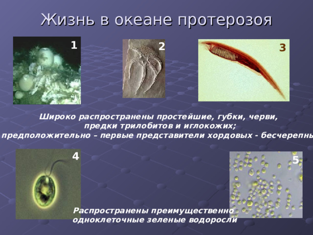 Жизнь в океане протерозоя 1 2 3 Широко распространены простейшие, губки, черви, предки трилобитов и иглокожих;  предположительно – первые представители хордовых - бесчерепные 4 5 Распространены преимущественно  одноклеточные зеленые водоросли 