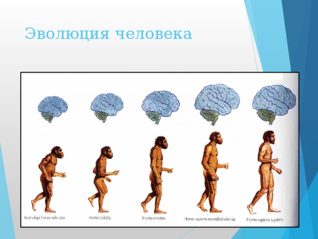 Антропогенез человека схема