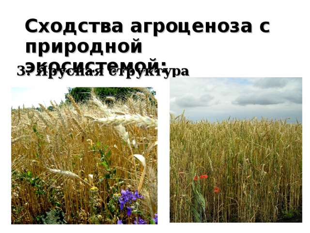 Круговорот веществ в агроценозе. Ярусная структура пшеничного поля. Агроэкосистемы. Агроэкосистема вредители.