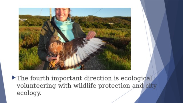 The fourth important direction is ecological volunteering with wildlife protection and city ecology. 