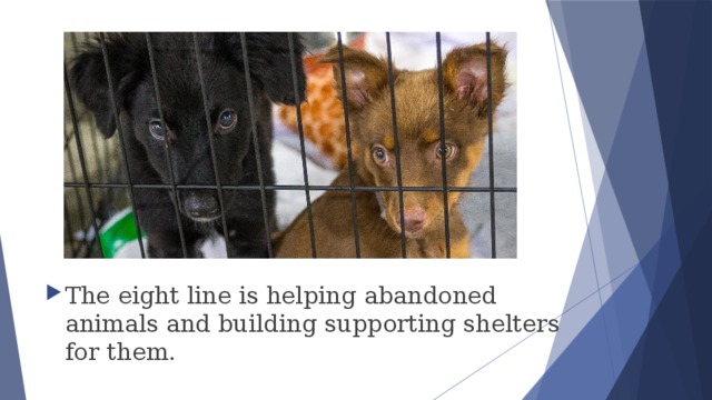 The eight line is helping abandoned animals and building supporting shelters for them. 