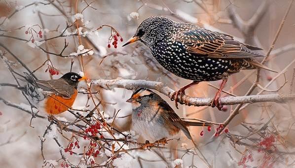 Зимующие птицы. Названия, описания и особенности зимующих птиц