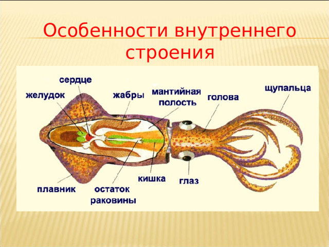 Особенности внутреннего строения 