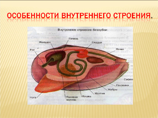 Внутреннее строение беззубки рисунок