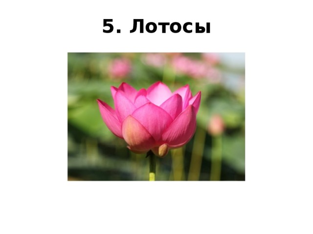 5. Лотосы 