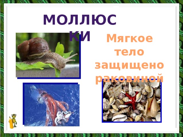 моллюски моллюски Мягкое тело защищено раковиной 