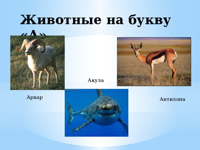 Какое животное есть на и. Звери на букву а. Животные которые начинаются на а. Слова на букву а животные. Животные начинающиеся на букву а.