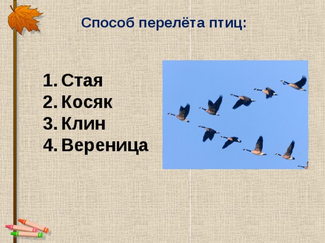 Вереница это. Стая, Клин, вереница птиц. Птицы улетающие вереницей. Вереница перелетных птиц. Способы перелета птиц.