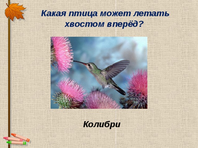 Какая птица летает хвостом вперед. Птица летающая хвостом вперед. Какая птица может летать спиной вперед. Какая птица может летать хвостом вперед ответ.