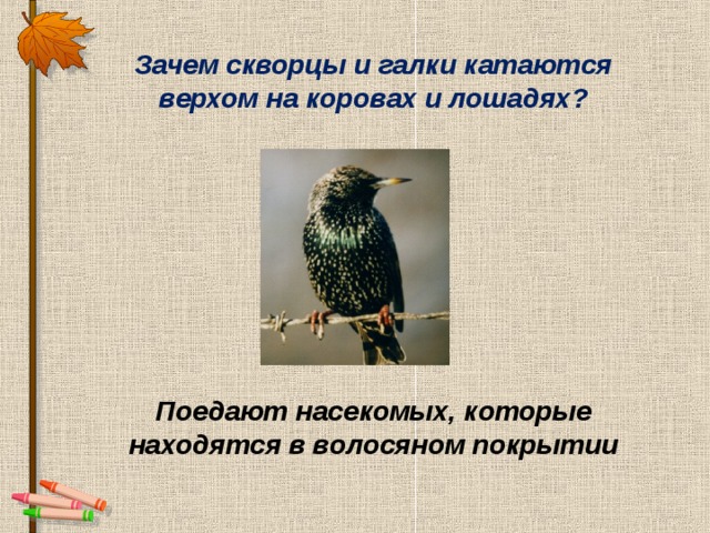 Почему скворцов назвали скворцами