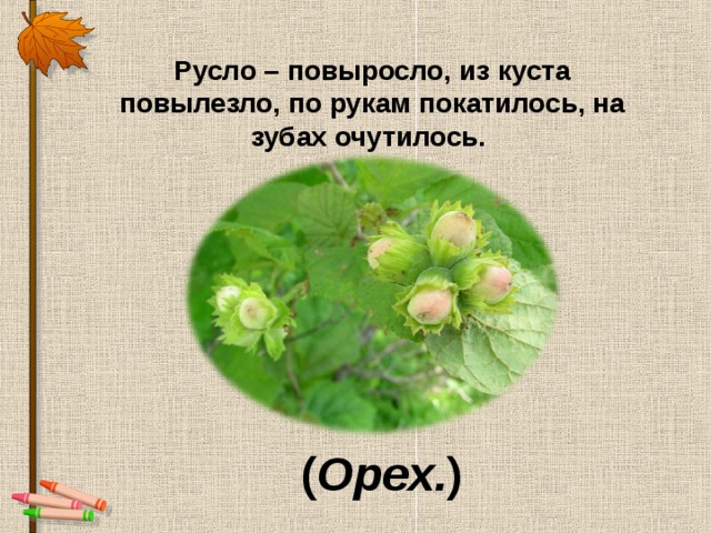 Из куста шипуля за ногу тяпуля ответ. Выросло повыросло из куста повылезло. Выросло повыросло из куста повылезло по рукам покатилось на зубах. Загадка выросло повыросло из куста повылезло по рукам. Загадка из куста вылез по рукам покатился на зубах очутился.