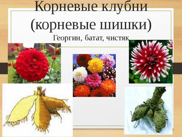 Вегетативные георгины фото и описание сорта