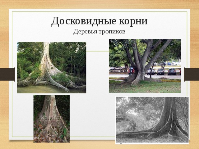 Досковидные корни  Деревья тропиков