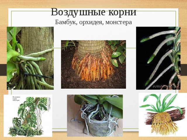 Воздушные корни  Бамбук, орхидея, монстера
