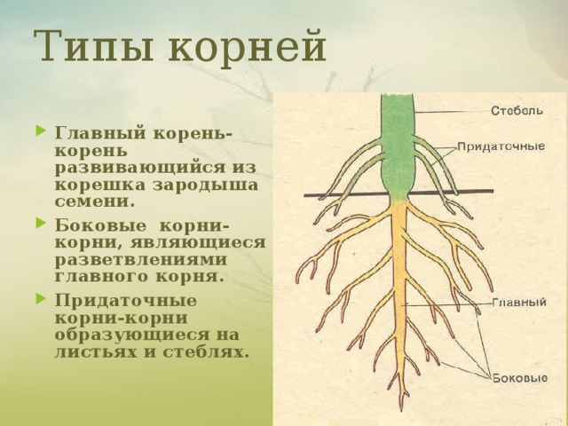 Главный корень состоит из. Главный корень боковой корень придаточный корень. Боковые корни образуются.