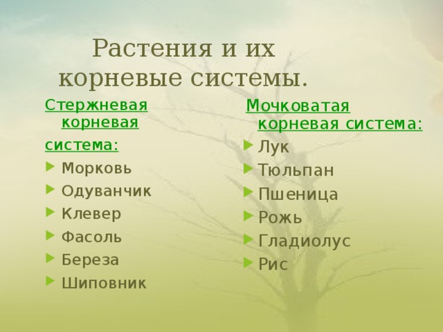 Растения и их корневые системы. Стержневая корневая система:  Мочковатая корневая система :