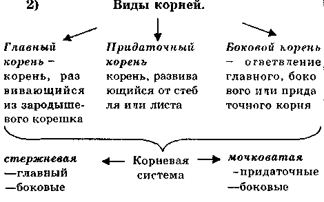 Разработка урока корень