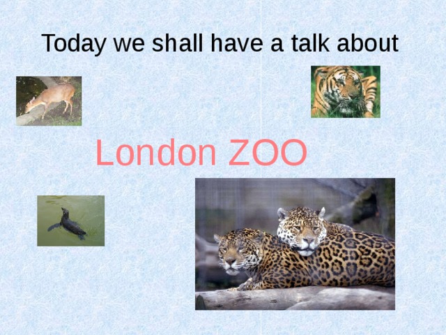 Today we shall have a talk about London ZOO 