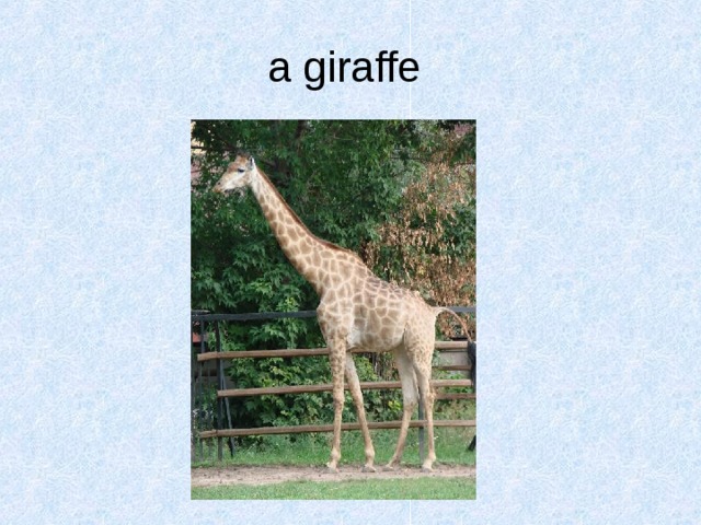 a giraffe  
