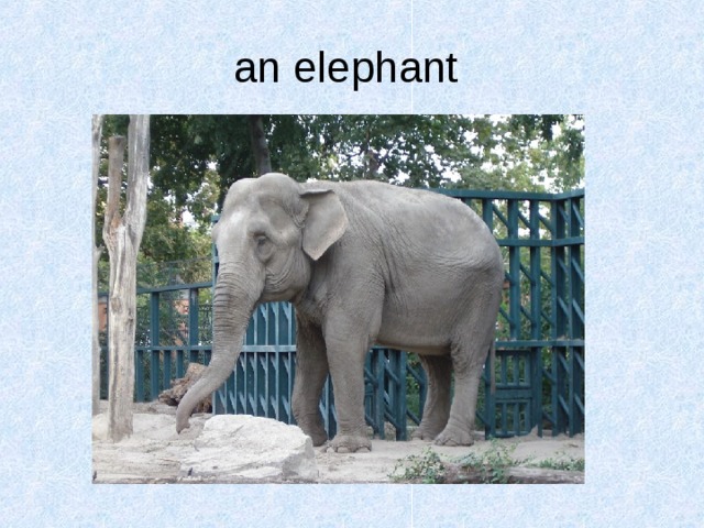 an elephant  