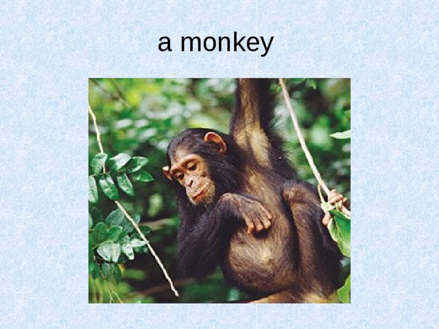 a monkey  