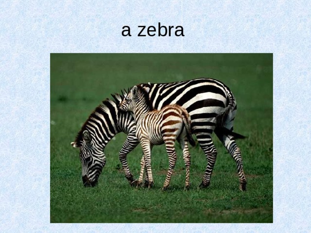 a zebra  