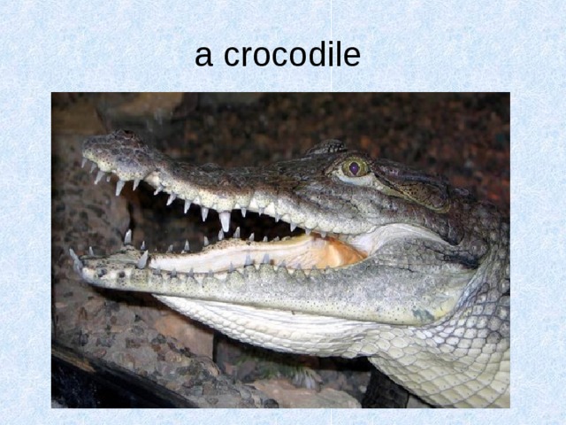 a crocodile  