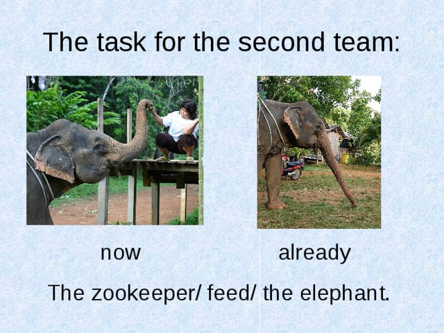 The task for the second team:   now     already The zookeeper/ feed/ the elephant.  
