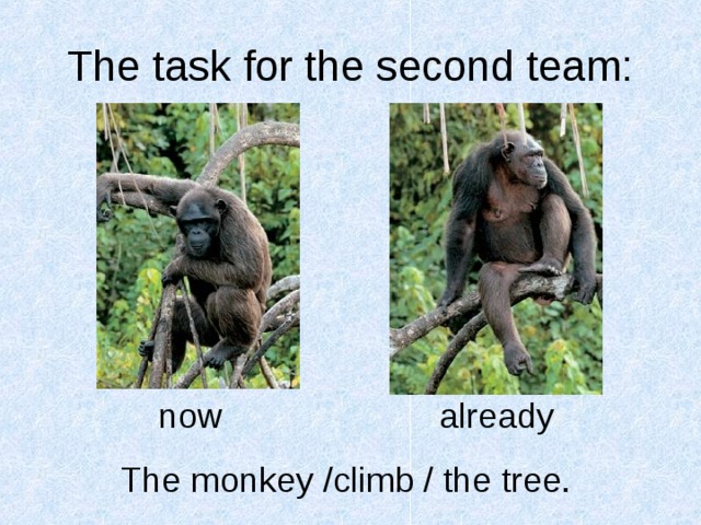 A chimp can sing. Can a Chimp Climb ответ на вопрос. Как по английский переводится Chimp. Are the Monkeys Climbing. Monkey are Climbing Trees перевод.