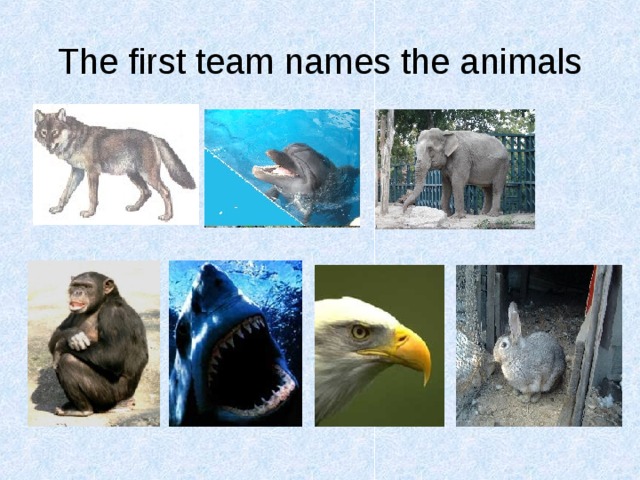 The first team names the animals 