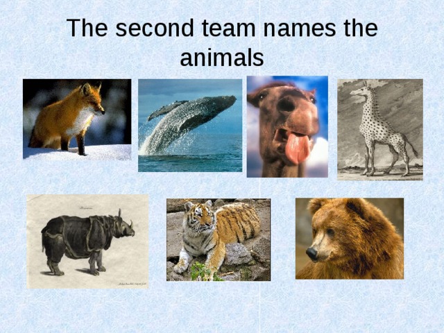 The second team names the animals 