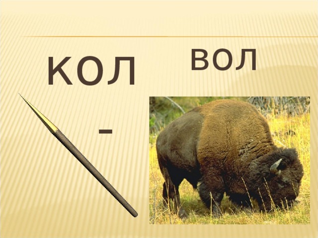 Ваши волы. Кол вол. Вол что за слово. Автор вол.о. Волы ударение животное.