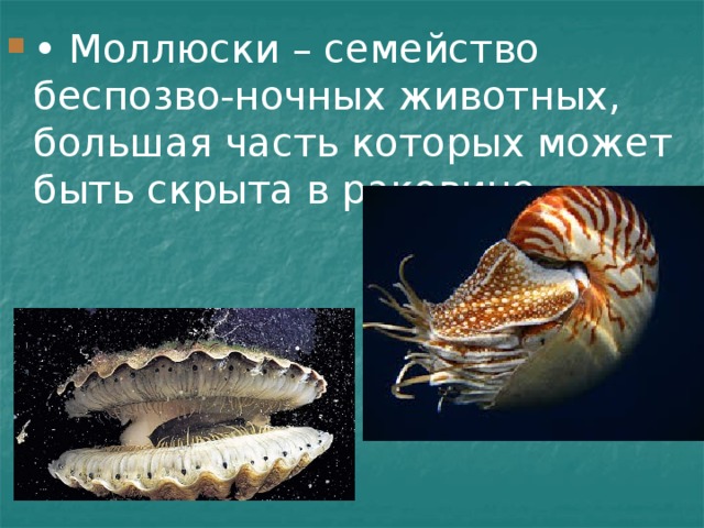 • Моллюски – семейство беспозво-ночных животных, большая часть которых может быть скрыта в раковине. 