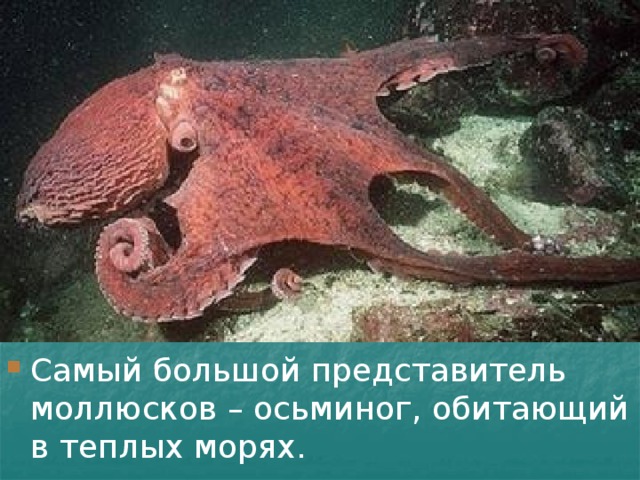 Самый большой представитель моллюсков – осьминог, обитающий в теплых морях. 