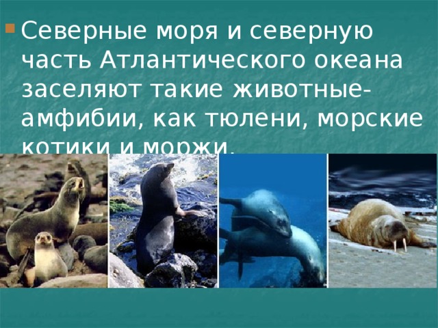 Северные моря и северную часть Атлантического океана заселяют такие животные-амфибии, как тюлени, морские котики и моржи. 