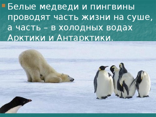 Белые медведи и пингвины проводят часть жизни на суше, а часть – в холодных водах Арктики и Антарктики. 