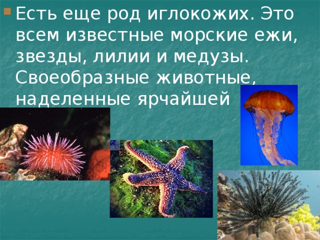 Есть еще род иглокожих. Это всем известные морские ежи, звезды, лилии и медузы. Своеобразные животные, наделенные ярчайшей окраской. 