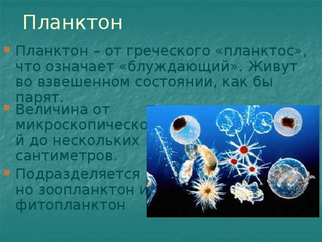Планктон Планктон – от греческого «планктос», что означает «блуждающий». Живут во взвешенном состоянии, как бы парят. Величина от микроскопической до нескольких сантиметров. Подразделяется но зоопланктон и фитопланктон 