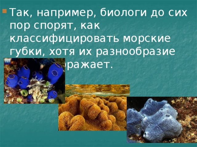 Так, например, биологи до сих пор спорят, как классифицировать морские губки, хотя их разнообразие просто поражает. 