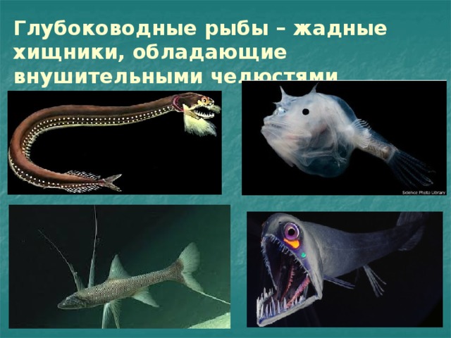 Глубоководные рыбы – жадные хищники, обладающие внушительными челюстями 