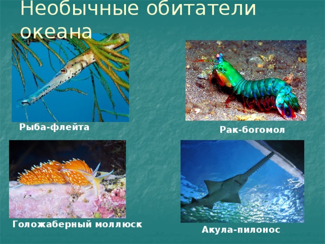 Необычные обитатели океана Рыба-флейта Рак-богомол Голожаберный моллюск Акула-пилонос 