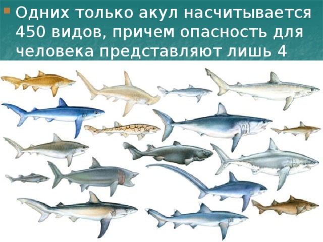 Одних только акул насчитывается 450 видов, причем опасность для человека представляют лишь 4 вида. 