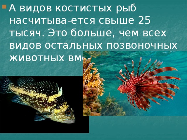 А видов костистых рыб насчитыва-ется свыше 25 тысяч. Это больше, чем всех видов остальных позвоночных животных вместе взятых. 