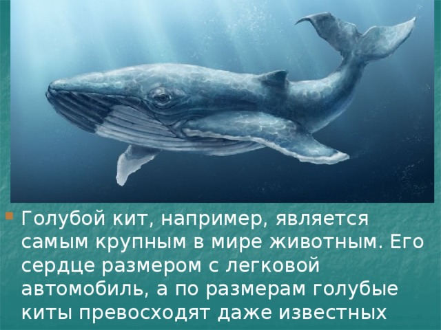Голубой кит, например, является самым крупным в мире животным. Его сердце размером с легковой автомобиль, а по размерам голубые киты превосходят даже известных науке динозавров. 