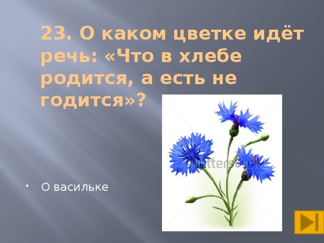 О каком цветке идет речь. Загадка о васильке. Загадка о васильке для детей. Загадка про Василек для детей. Что в хлебе родится а есть не годится.