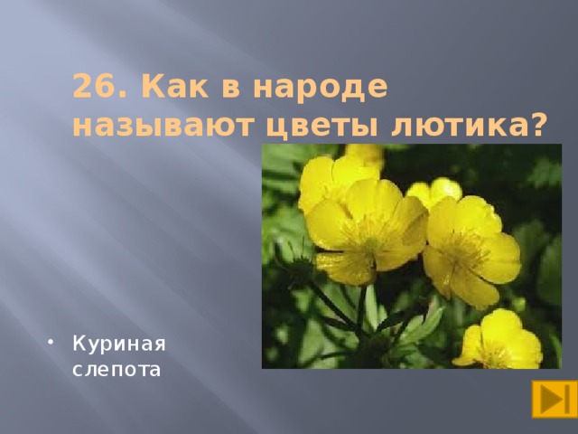 Почему цветы. Куриная слепота в народе. Цветок в народе куриная слепота. Цветок Лютик куриная слепота. Растение куриная слепота фото и описание.