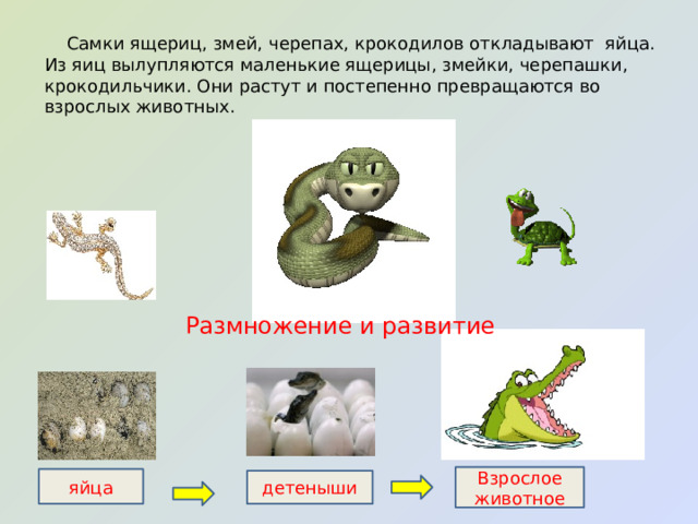 Тест окружающий мир 3 класс размножение животных