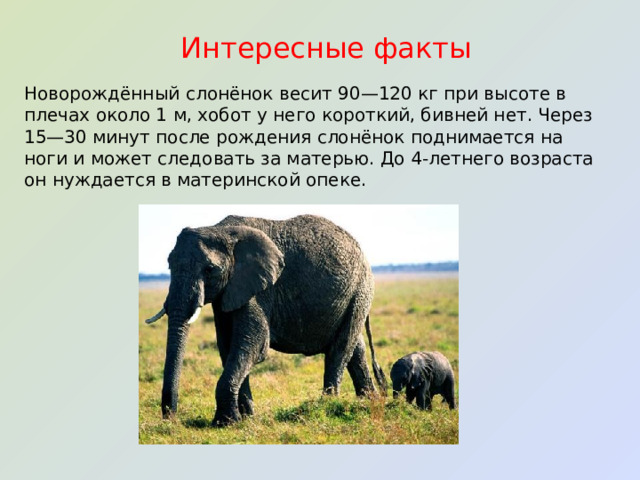 Новорождённый слонёнок весит 90—120 кг при высоте в плечах около 1 м, хобот у него короткий, бивней нет. Через 15—30 минут после рождения слонёнок поднимается на ноги и может следовать за матерью. До 4-летнего возраста он нуждается в материнской опеке. Интересные факты 