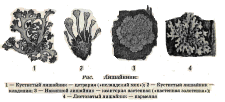 Рассмотрите рисунок какой признак лежит в основе классификации лишайников на указанные группы