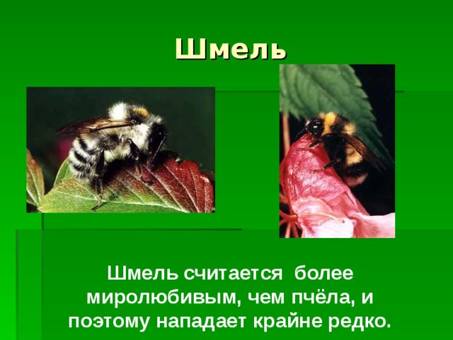 Шмель Шмель считается более миролюбивым, чем пчёла, и поэтому нападает крайне редко. 